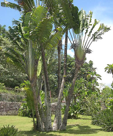 File:Arbol del viajero.jpg