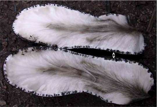 File:Xylaria polymorpha (split ascocarp).jpg