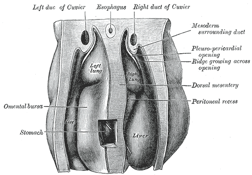 File:Gray55.png