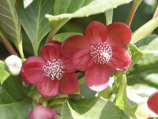 File:Schisandra rubriflora.jpg