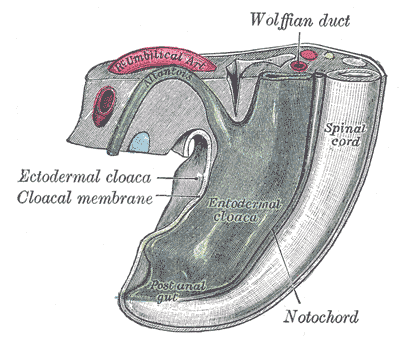 File:Gray991.png