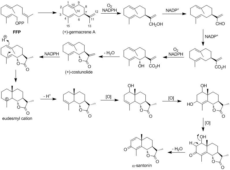 File:Santonin biosynth.gif