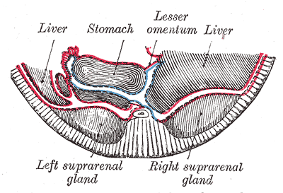 File:Gray1103.png