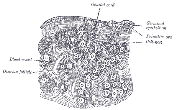 File:Gray1113.png