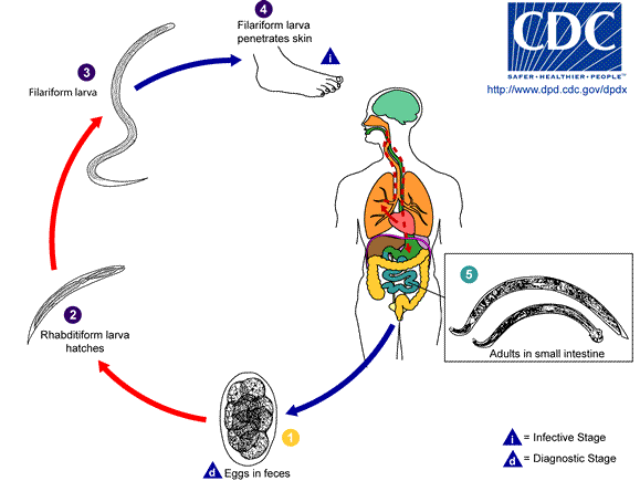 File:Hookworm LifeCycle.gif