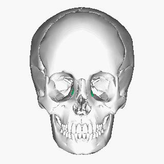 File:Lacrimal bone - animation.gif