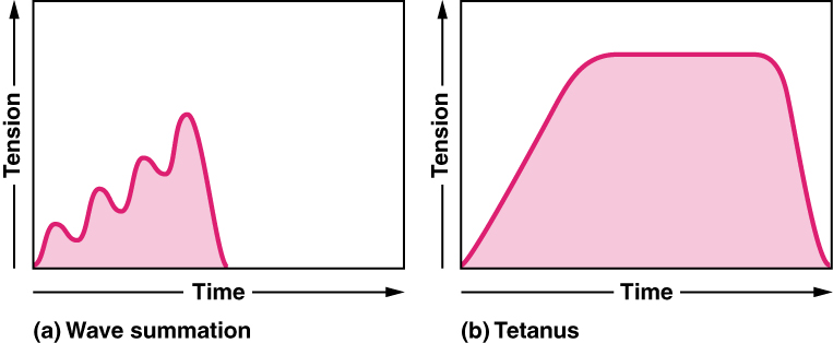 File:1013 Summation Tetanus.jpg
