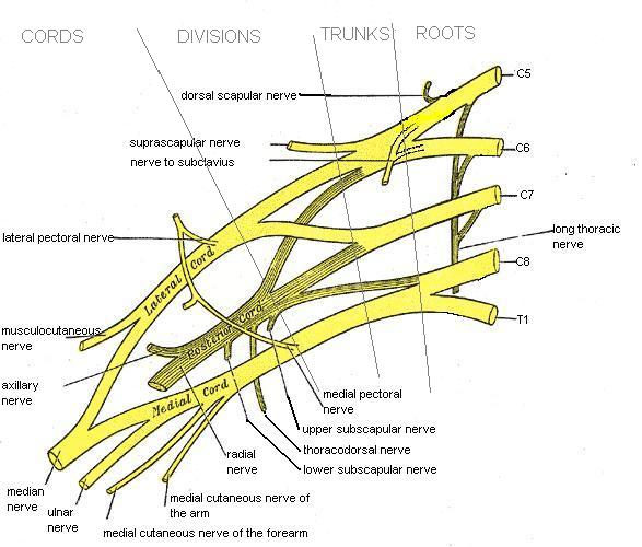 File:Brachial plexus.jpg