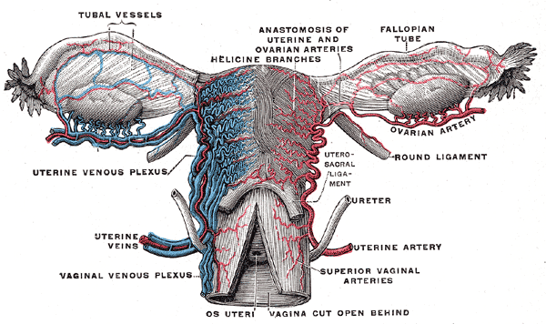 File:Gray589.png