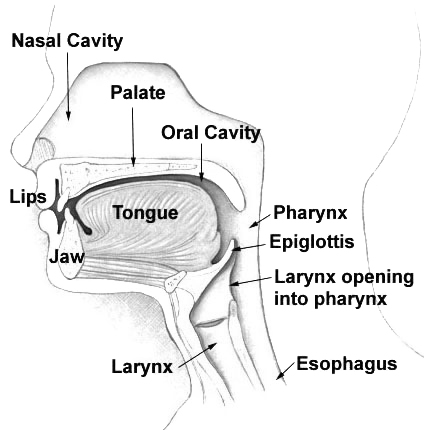 File:Illu01 head neck.jpg