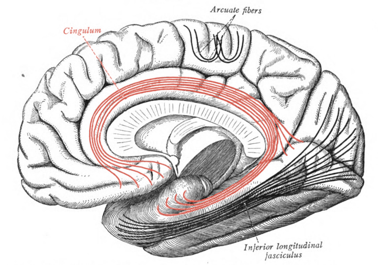 File:Sobo 1909 671 - Cingulum.png