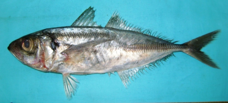 File:Trachurus indicus.jpg