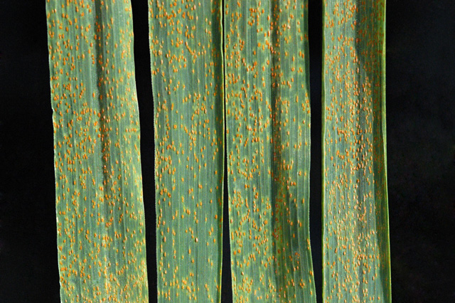 File:Wheat leaf rust on wheat.jpg