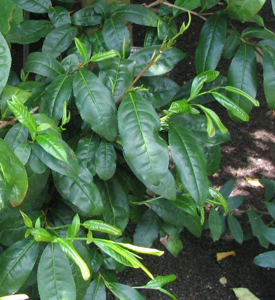 File:Camellia sinensis - tea - from-DC1.jpg