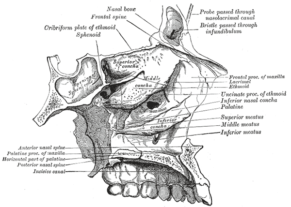 File:Gray196.png