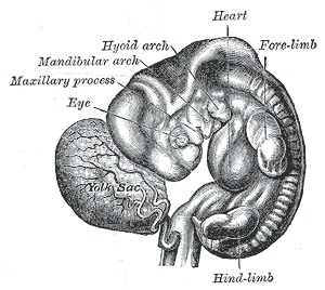 File:Gray23.png