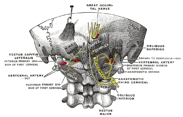 File:Gray800.png