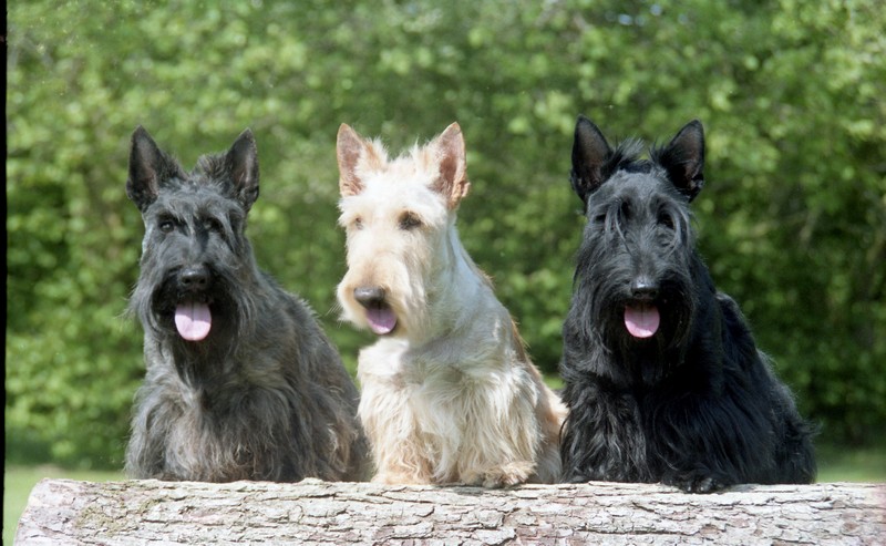 File:3scottish terriers.jpg
