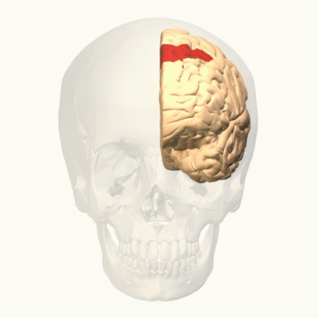 File:Brodmann area 8 animation.gif