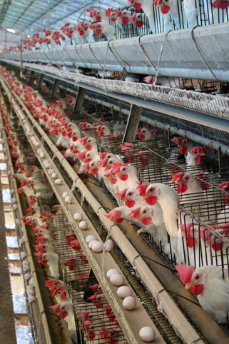File:Battery hens -Bastos, Sao Paulo, Brazil-31March2007.jpg