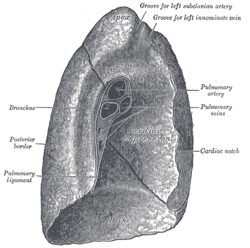 File:Gray973.png