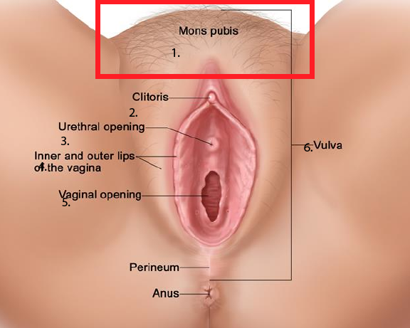 File:Mons-pubis-anatomical-location-in-female-reproductive-system.png