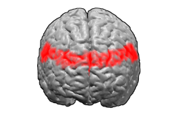 File:Brodmann area 9.png