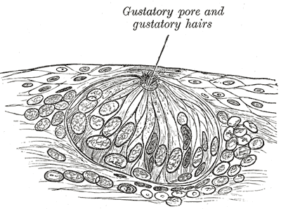 File:Gray851.png