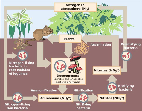 File:Nitrogen Cycle.jpg