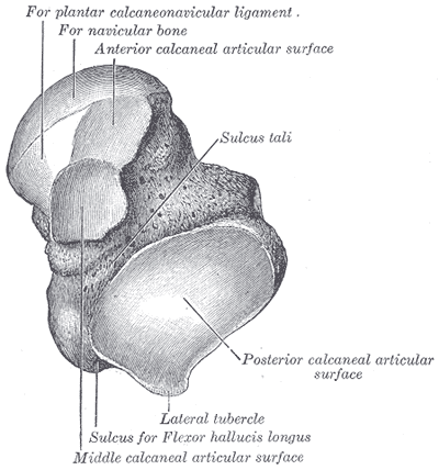 File:Gray271.png