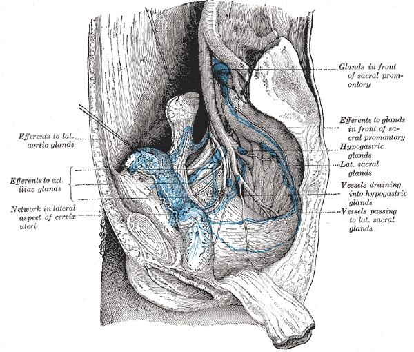 File:Gray620.png