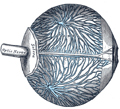 File:Gray874.png