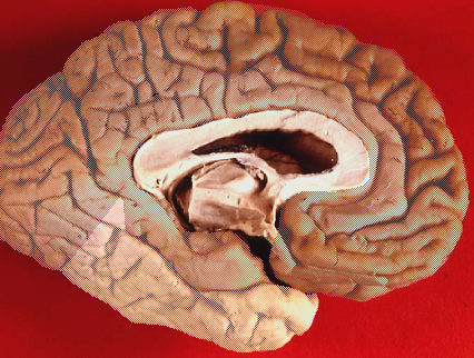 File:Brain lobes - medial surface with limbic lobe.png