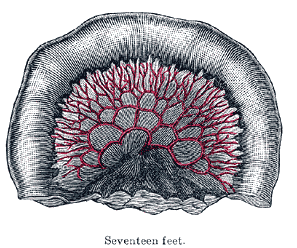 File:Gray1069.png