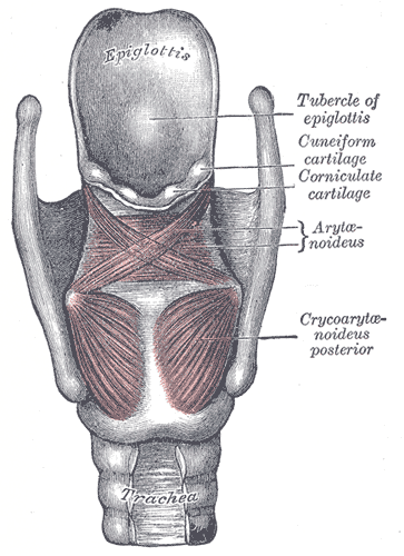 File:Gray958.png