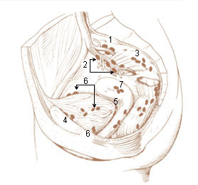 File:Illu lymph chain11.jpg