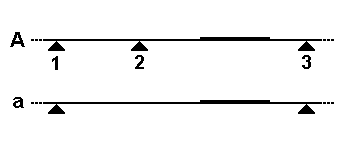 File:RFLPDemo1.gif
