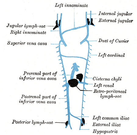 File:Gray592.png