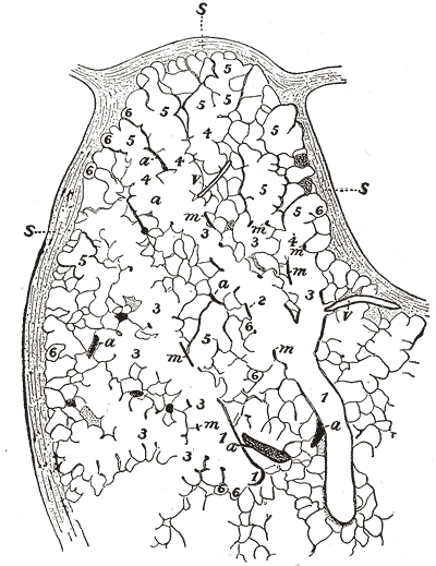 File:Gray974.png