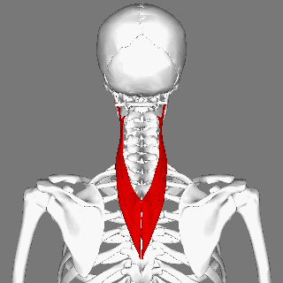 File:Splenius cervicis muscle animation small.gif
