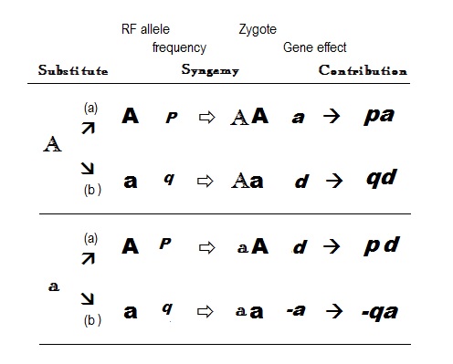 File:Allele Substn.jpg