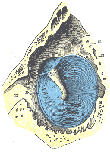 File:Gray910.png