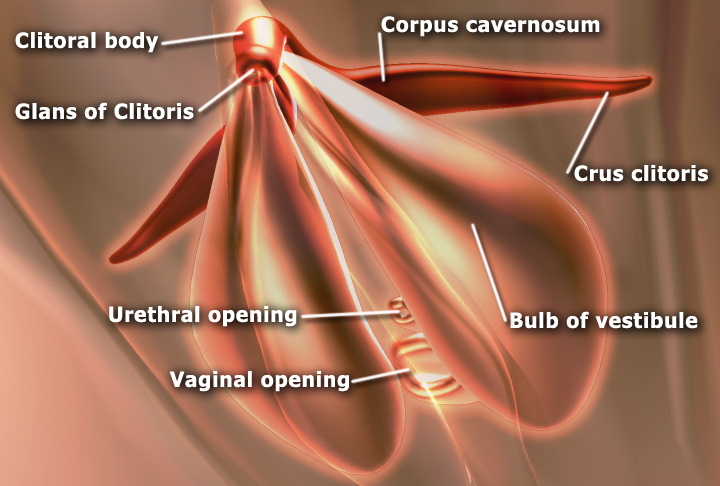 File:EdSim Clitoris anatomy.jpg