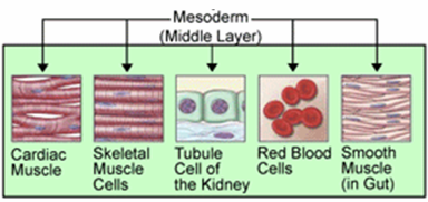 File:Mesoderm.png