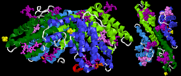 File:R-phycoerythrin 1EYX 1 of 2.gif