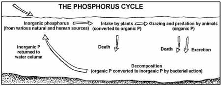 File:Phoscycle-EPA.jpg