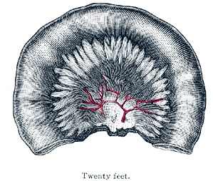 File:Gray1070.png