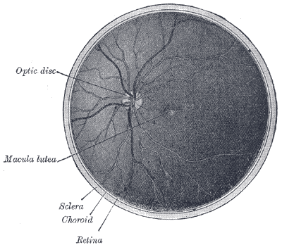 File:Gray879.png