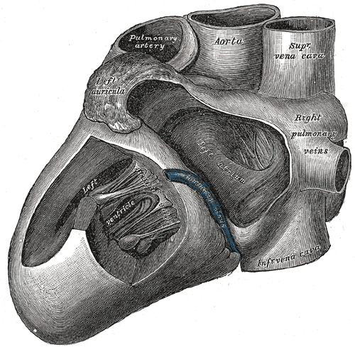 File:Gray496.png