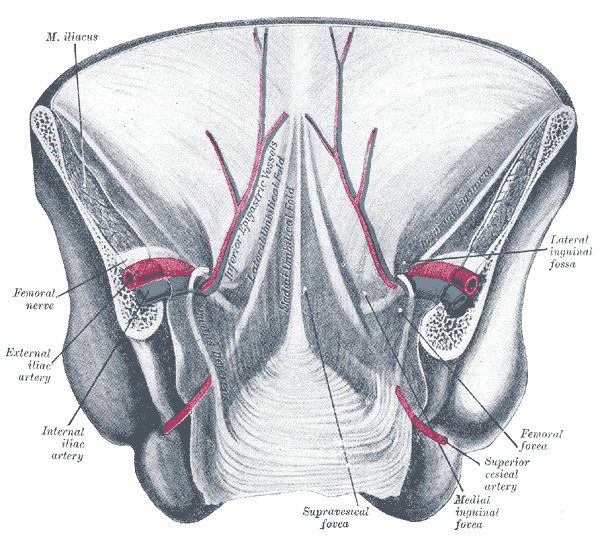 File:Gray1036.png